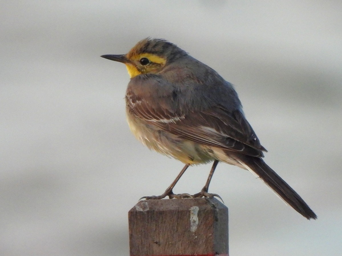 Citrine Wagtail (Gray-backed) - ML647078933