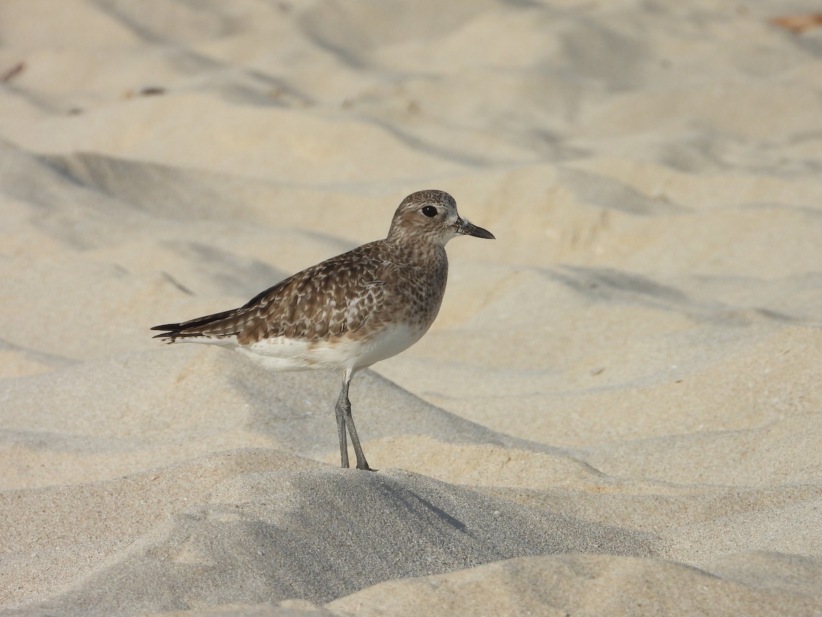 Black-bellied Plover - ML647078934