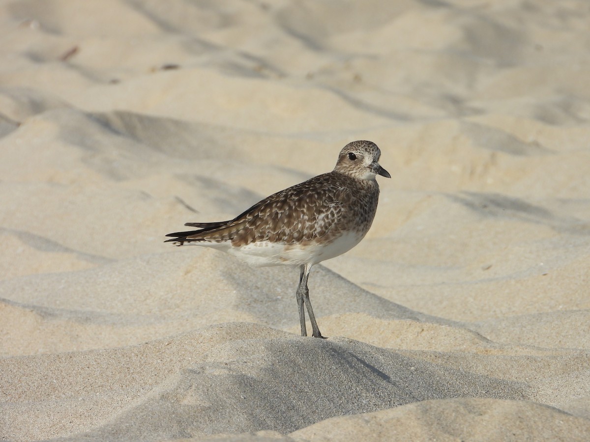 Black-bellied Plover - ML647078935