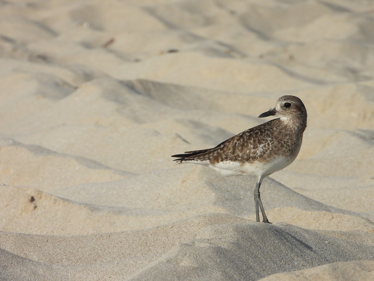 Black-bellied Plover - ML647078936