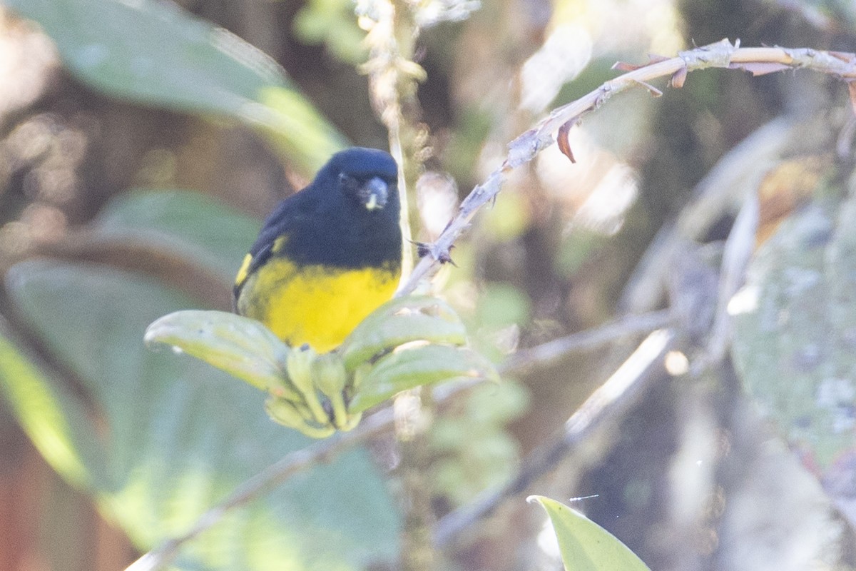 Yellow-bellied Siskin - ML647078937