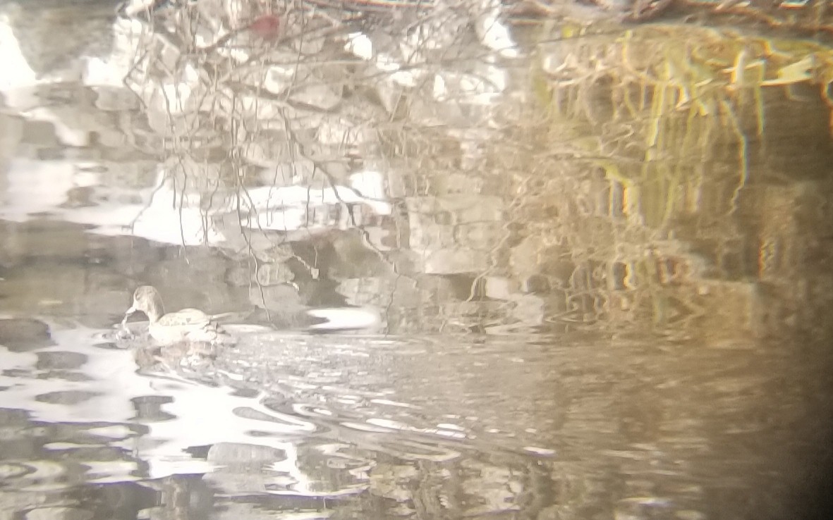 American Wigeon - ML647078944