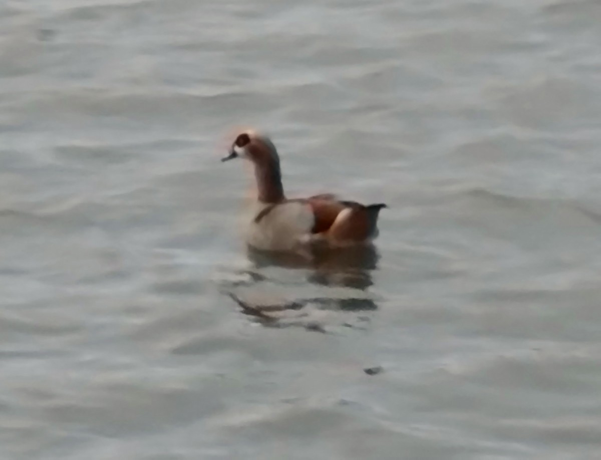 Egyptian Goose - ML647078945