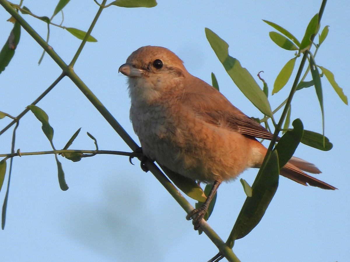 Isabelline Shrike (Daurian) - ML647078946