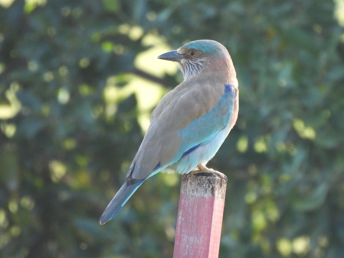 Indian Roller - ML647078948