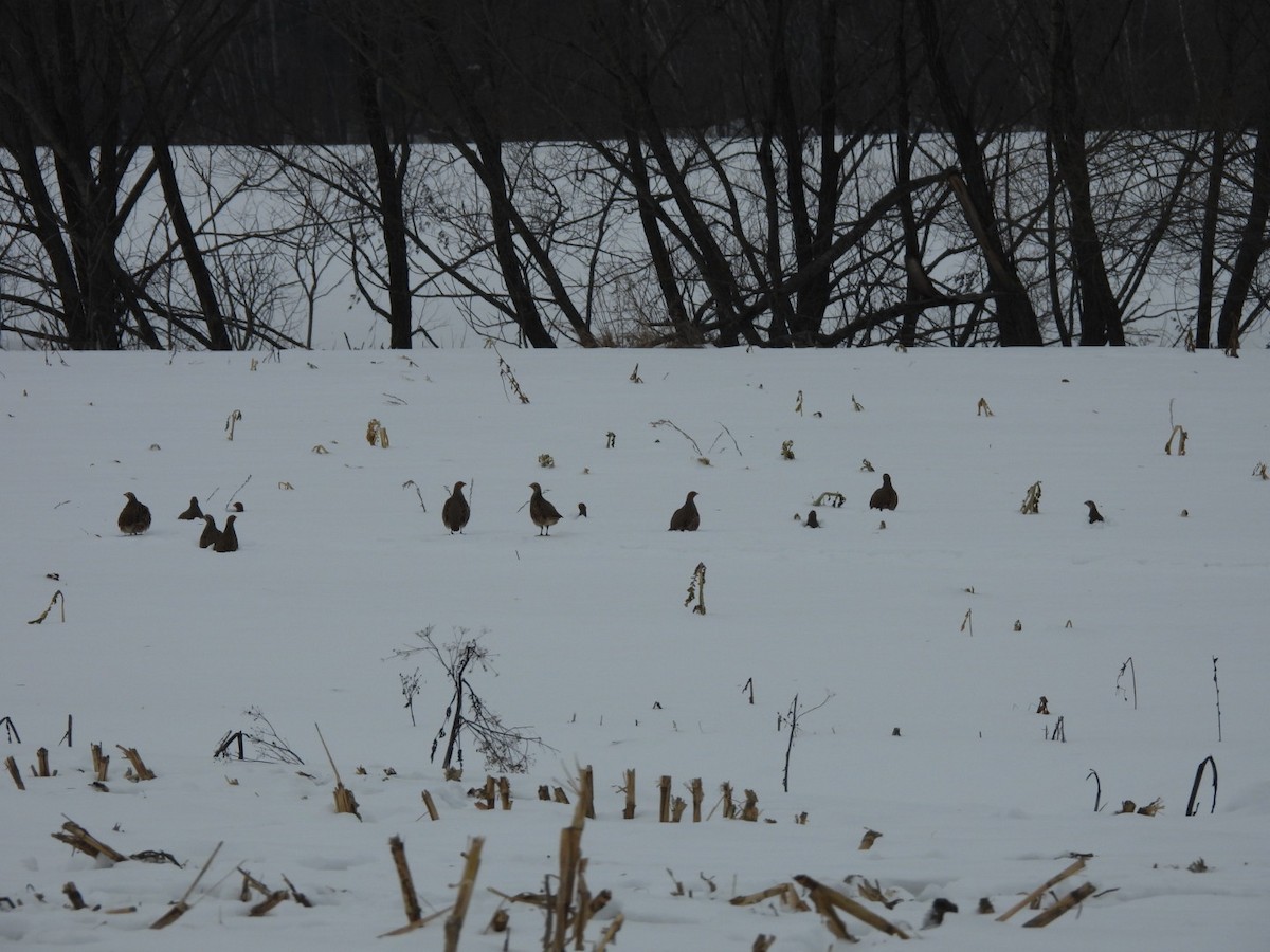 Gray Partridge - ML647078951