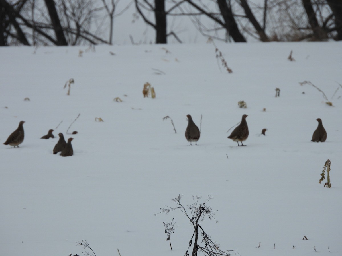 Gray Partridge - ML647078953