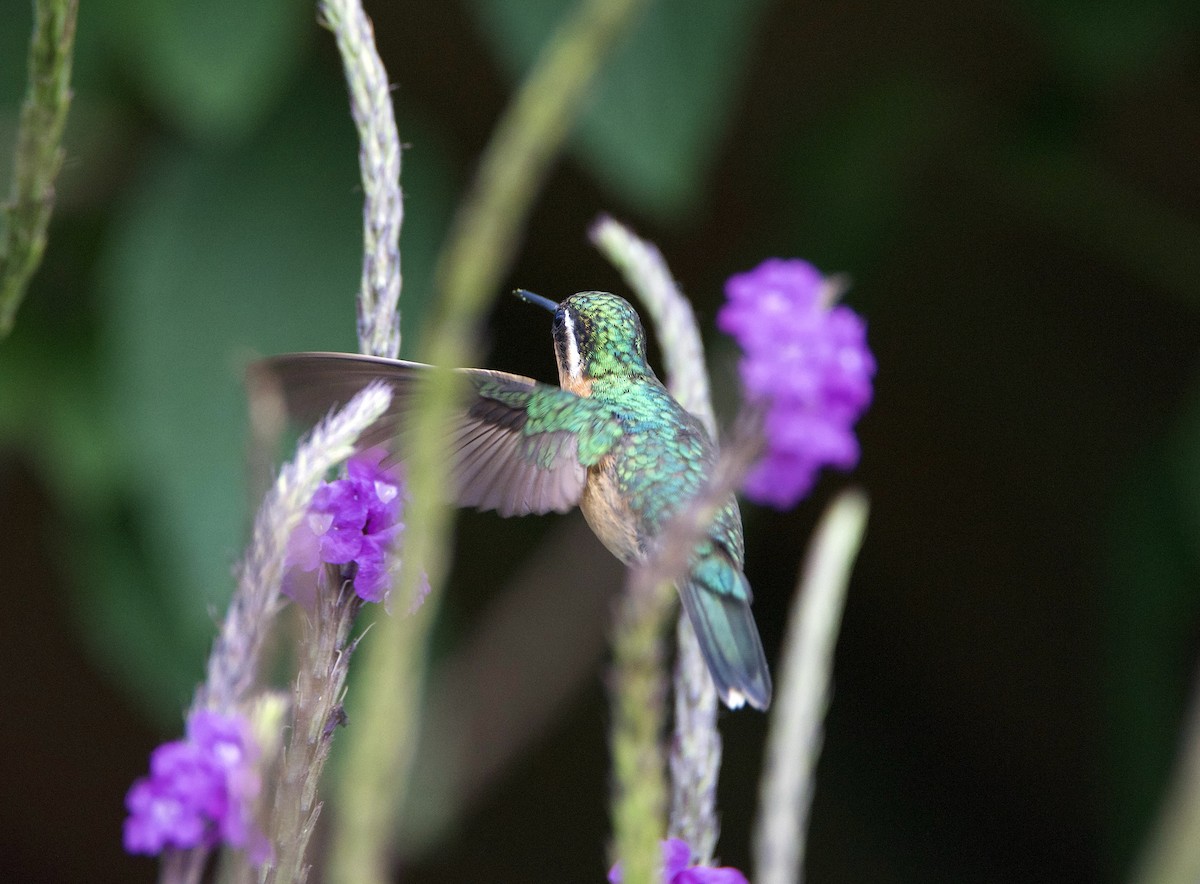 Purple-throated Mountain-gem - ML647078956