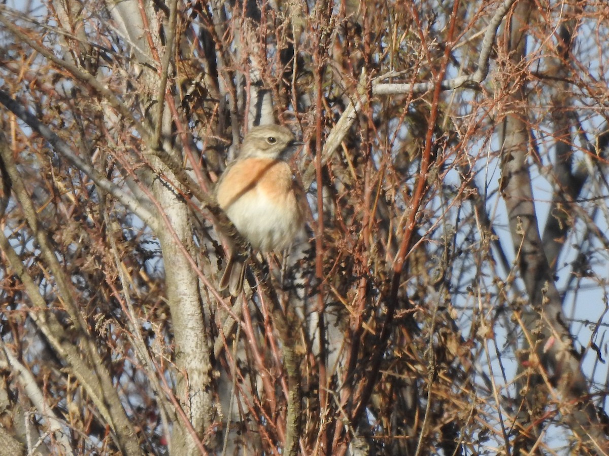 European Stonechat - ML647078957