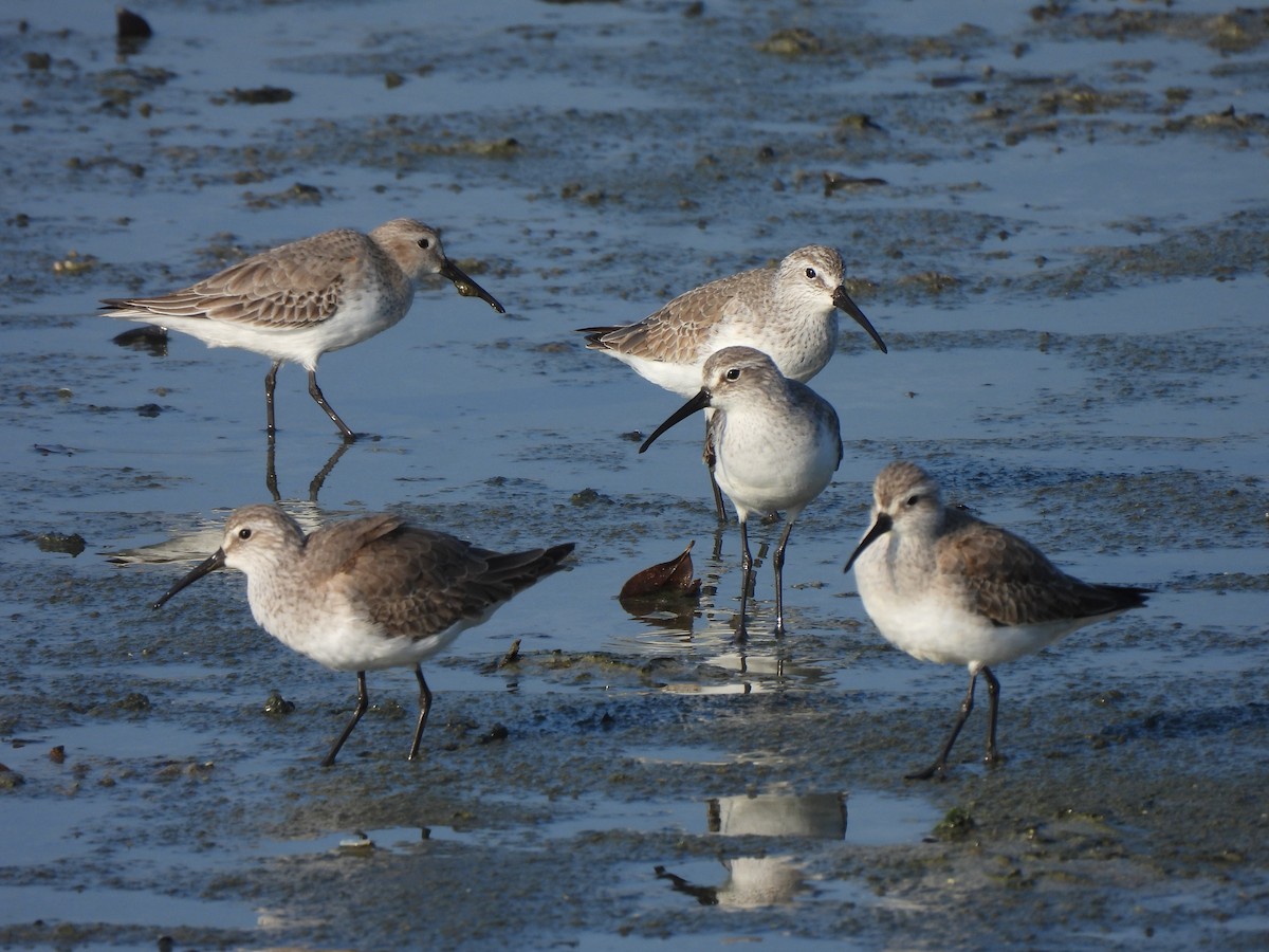 Curlew Sandpiper - ML647078959