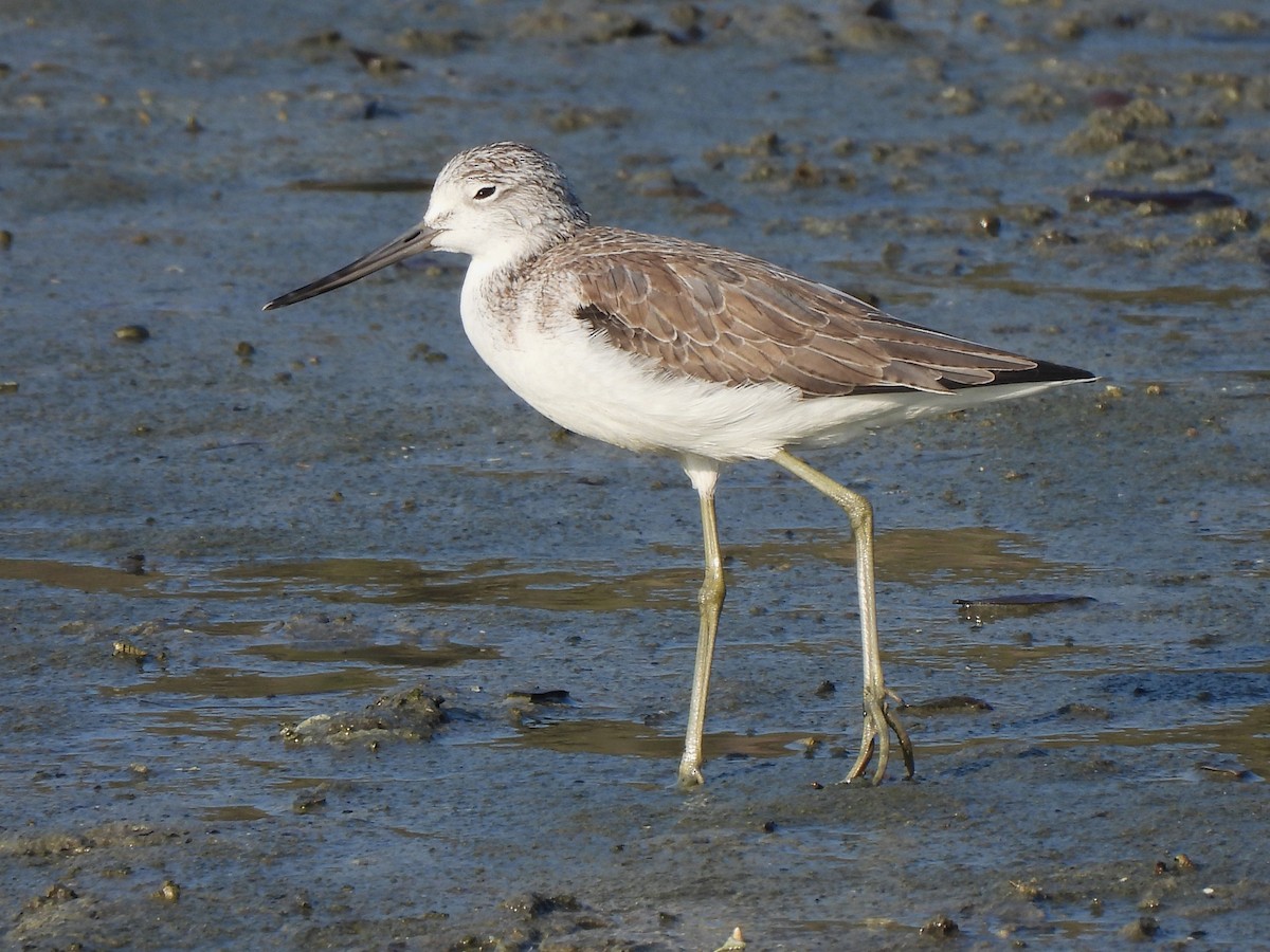 Common Greenshank - ML647078969