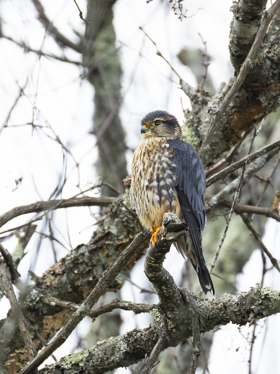 Merlin - ML647078970