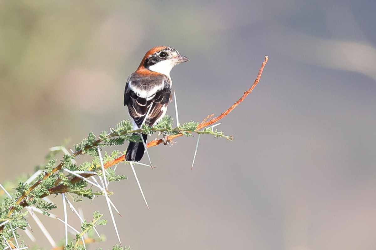Woodchat Shrike - ML647078974