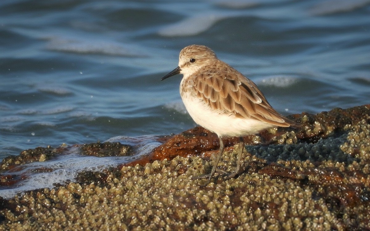 Little Stint - ML647078975