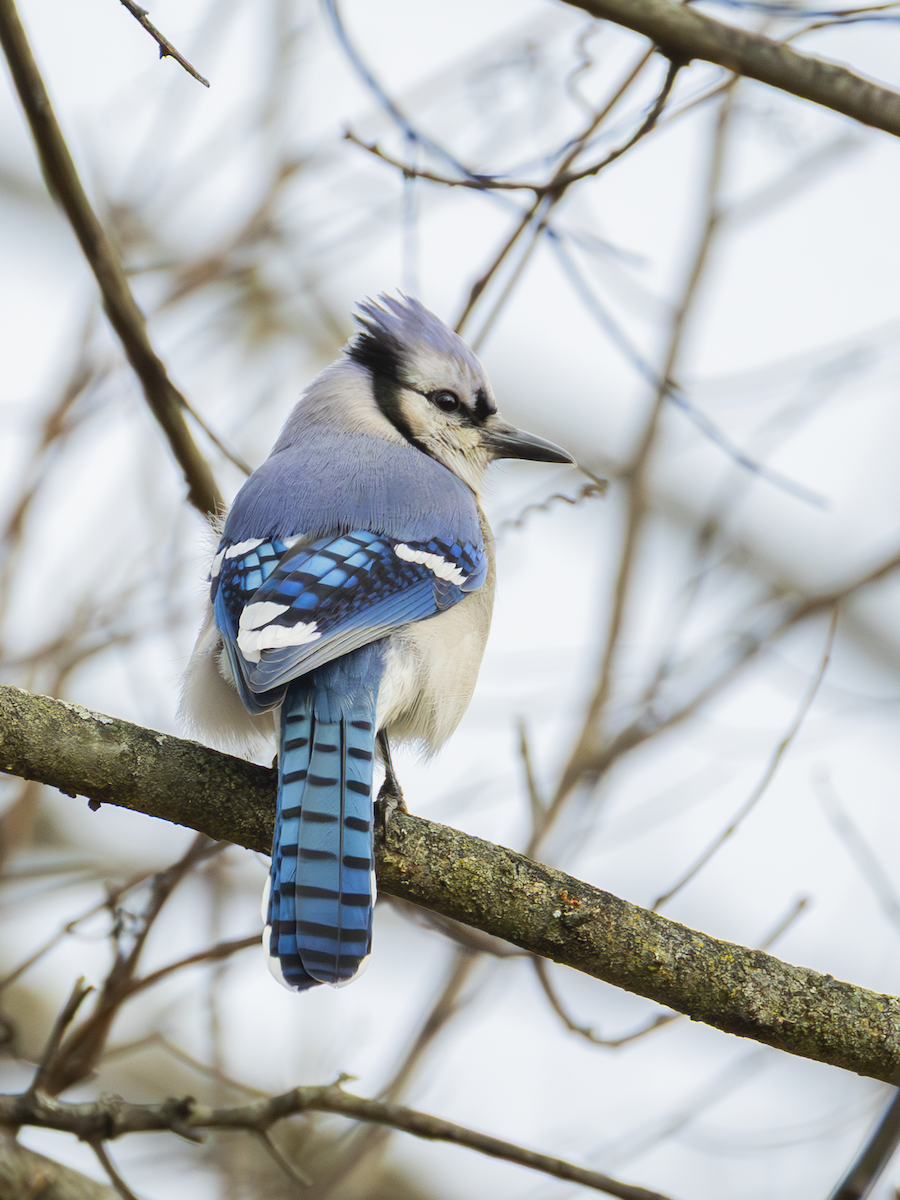 Blue Jay - ML647078977