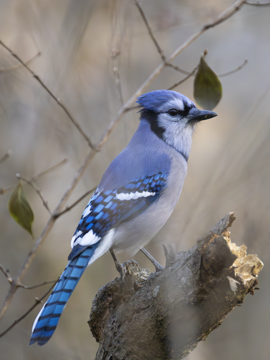Blue Jay - ML647078978