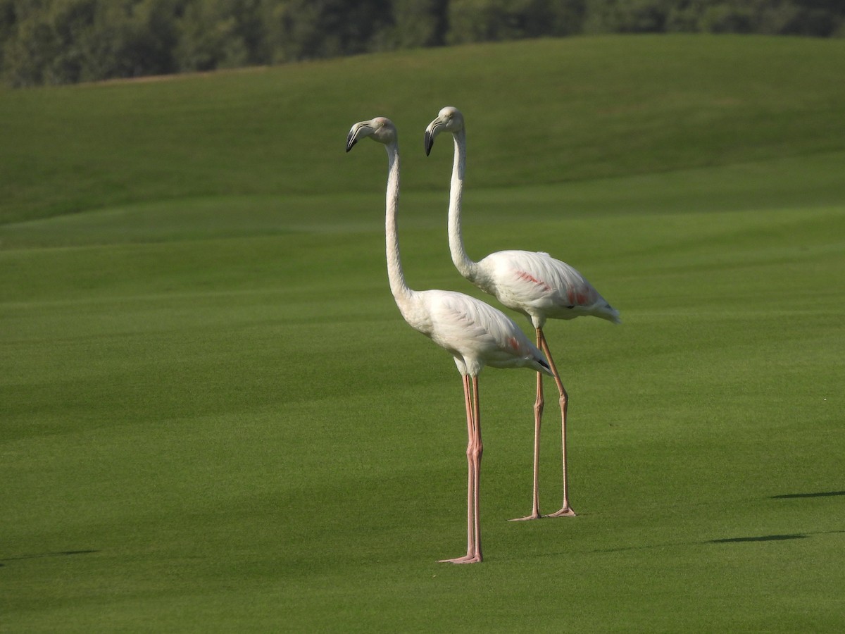 Greater Flamingo - ML647078979