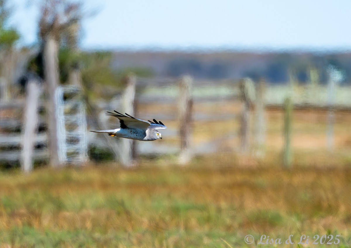 Лунь американський - ML647078984