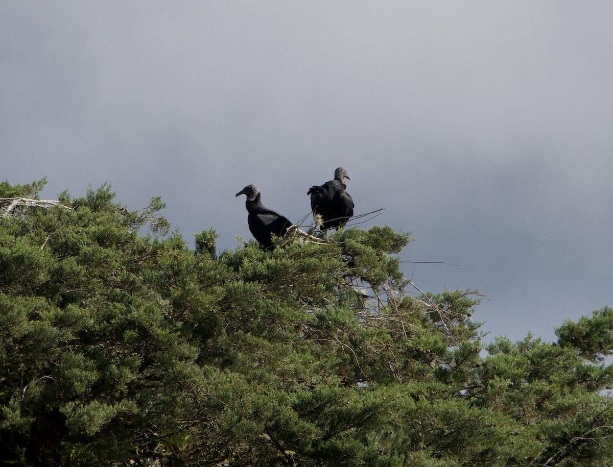 Black Vulture - ML647078988