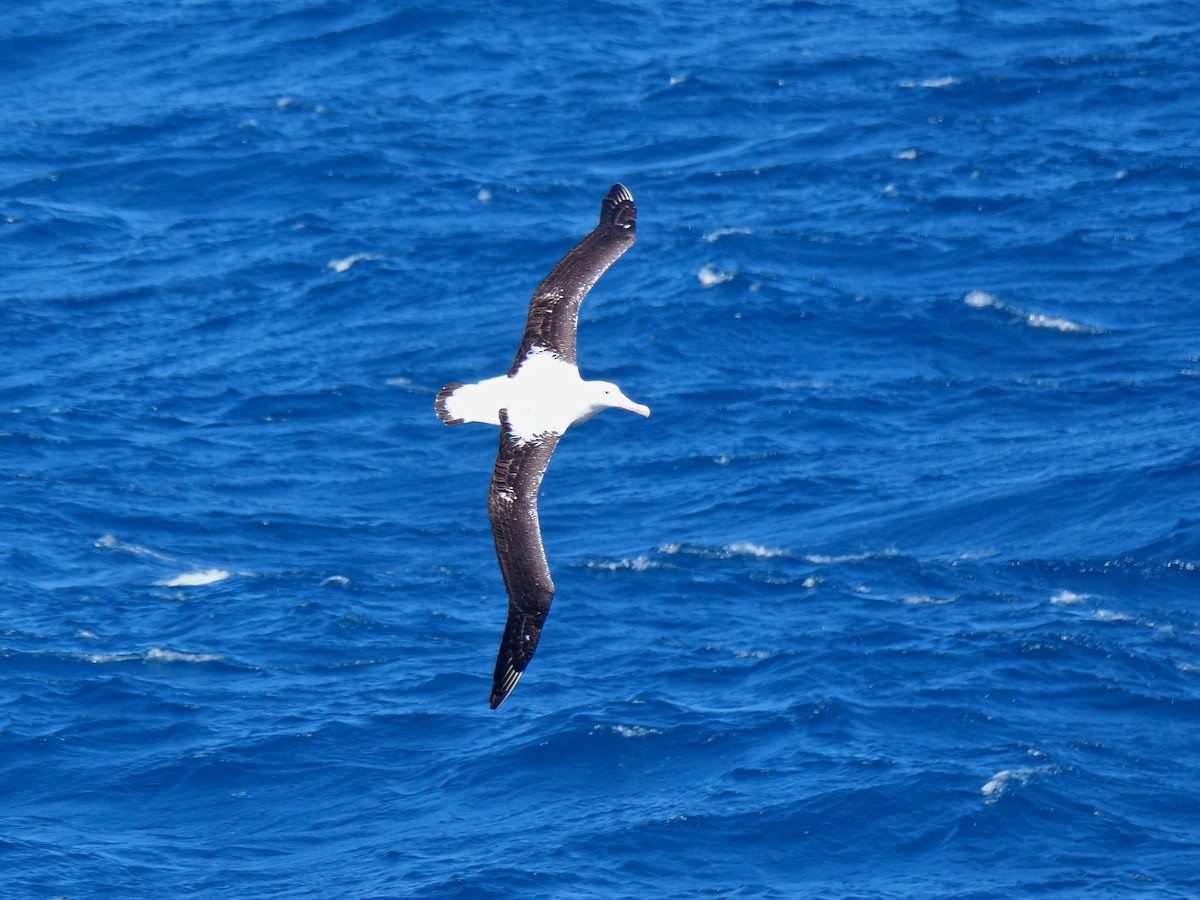 Snowy Albatross - ML647078991