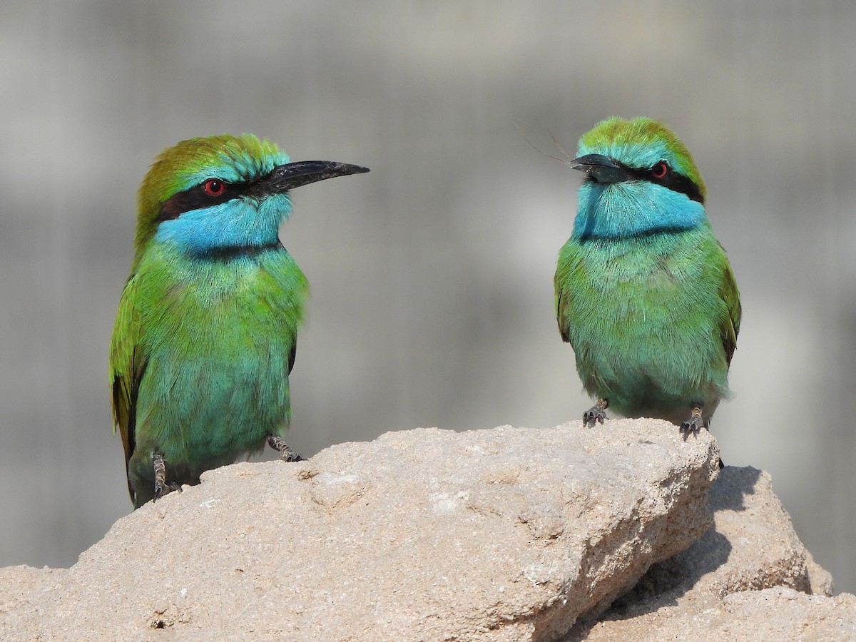 Arabian Green Bee-eater - ML647078992