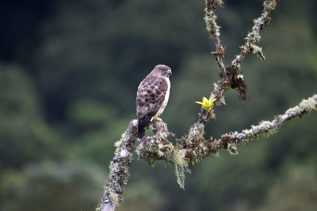 Broad-winged Hawk - ML647078995