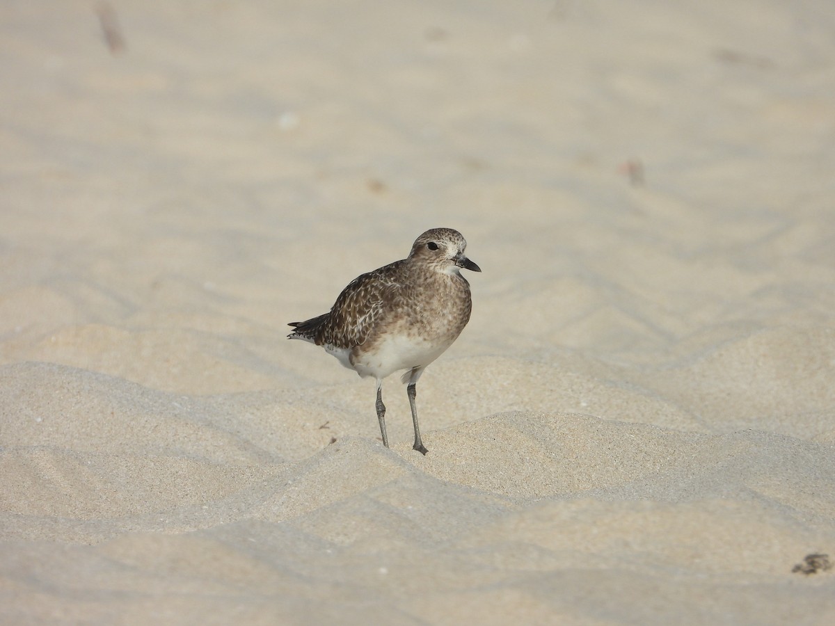 Black-bellied Plover - ML647078997