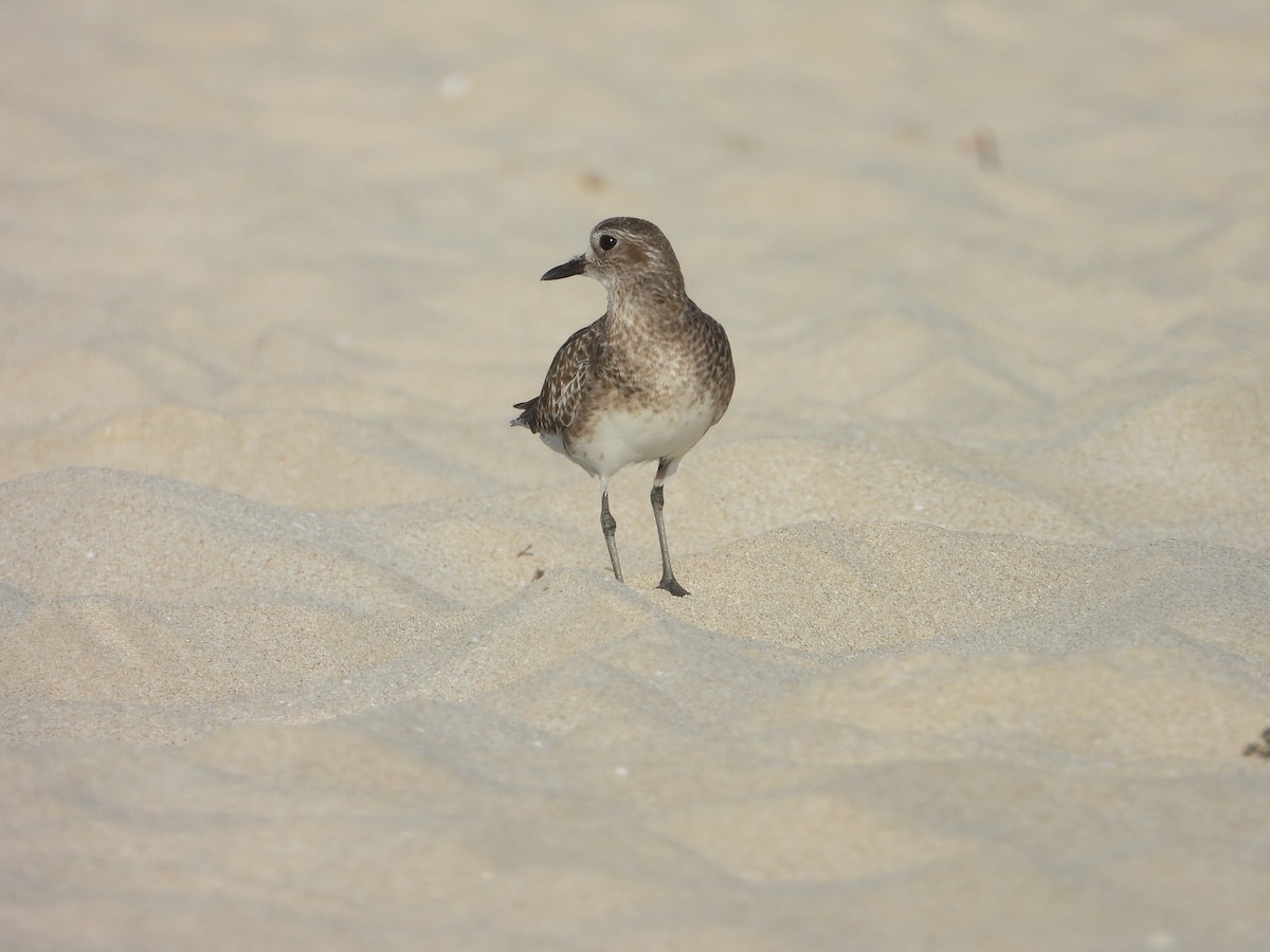 Black-bellied Plover - ML647078998