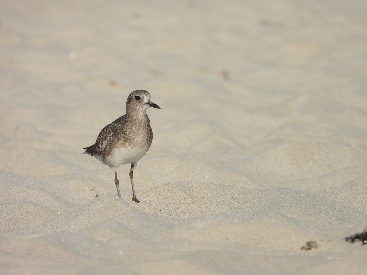 Black-bellied Plover - ML647078999
