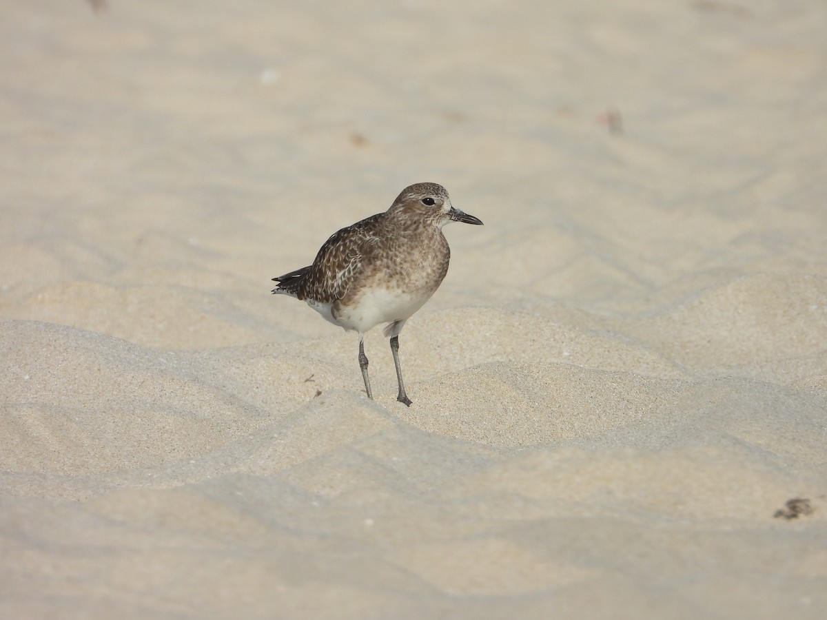 Black-bellied Plover - ML647079000
