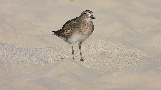 Black-bellied Plover - ML647079002