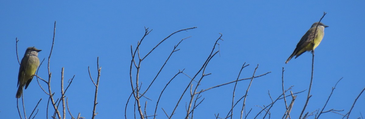 krattkongetyrann - ML647079005