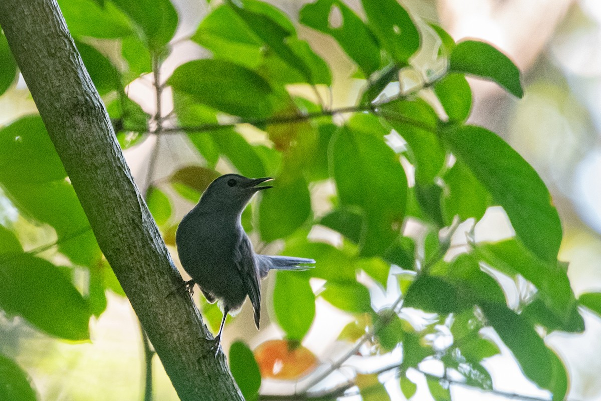 Miaulari grisa - ML647079007