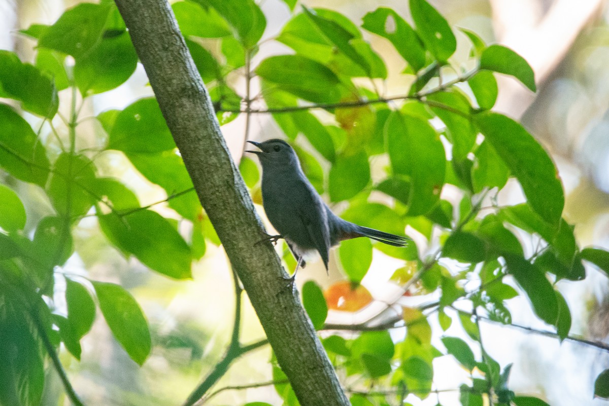 Miaulari grisa - ML647079008