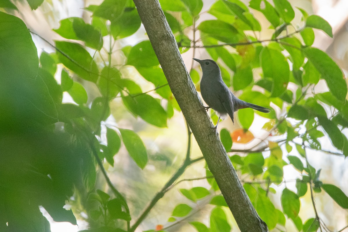 Miaulari grisa - ML647079009