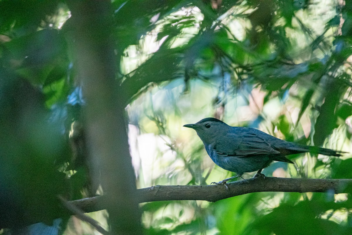 Miaulari grisa - ML647079010