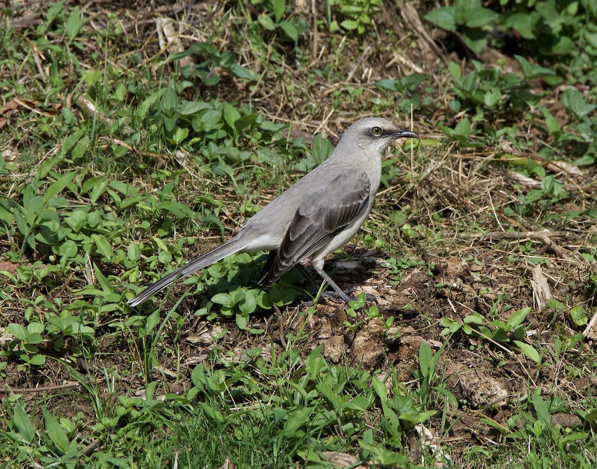 Tropical Mockingbird - ML647079015