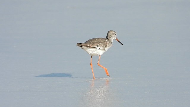 Common Redshank - ML647079021