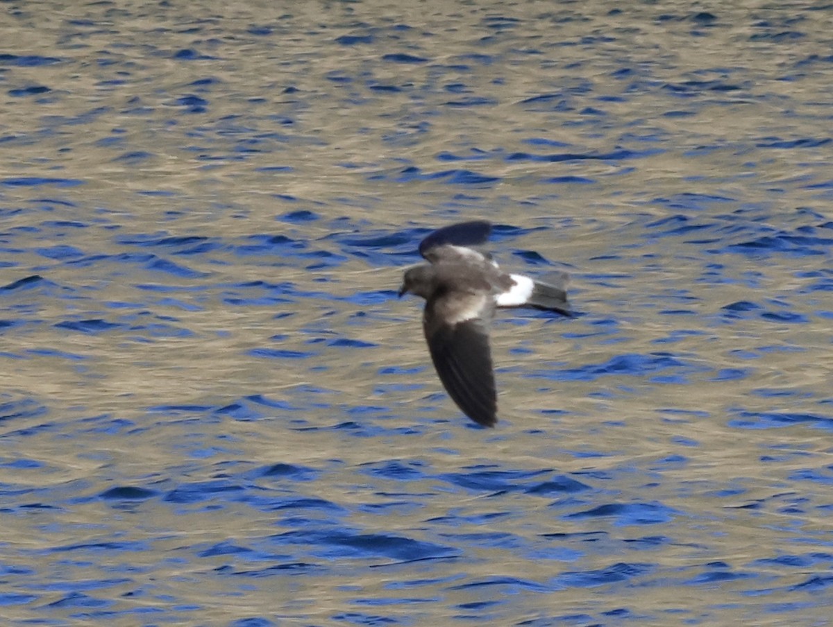 storm-petrel sp. - ML647079032