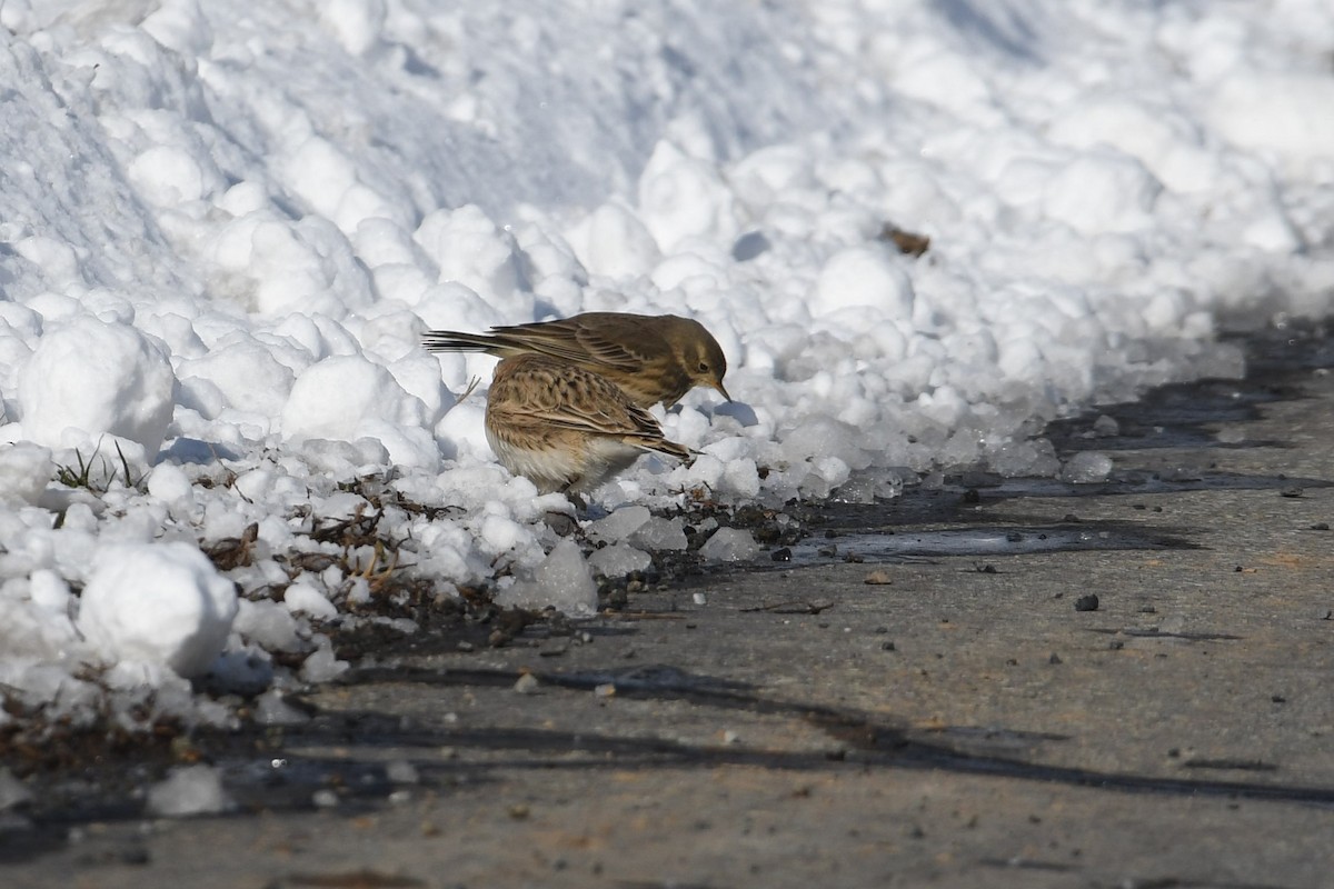 Щеврик американський - ML647079034