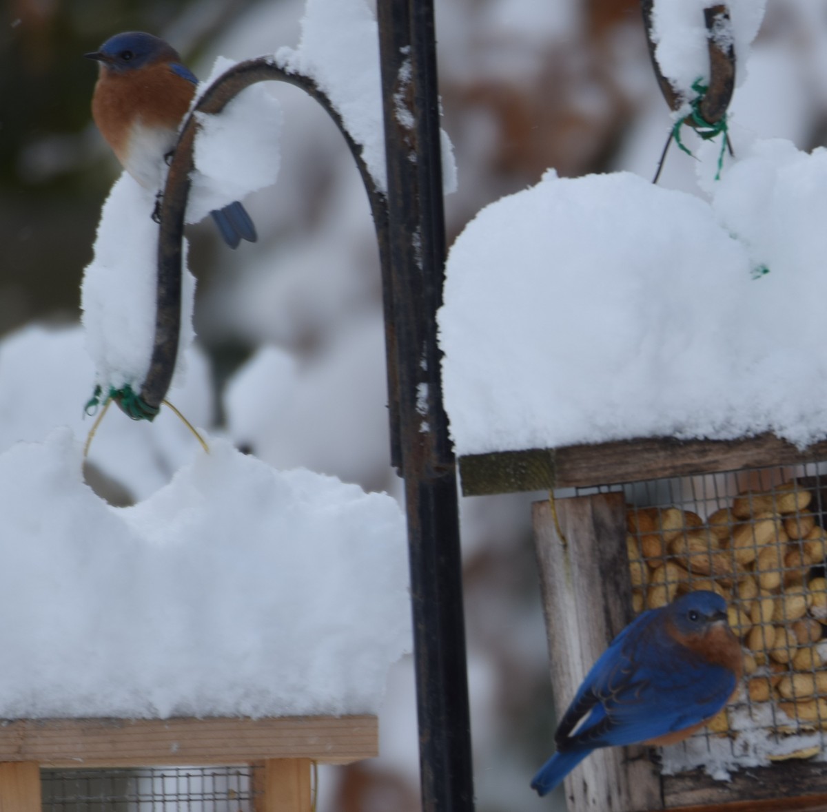 Eastern Bluebird - ML647079039