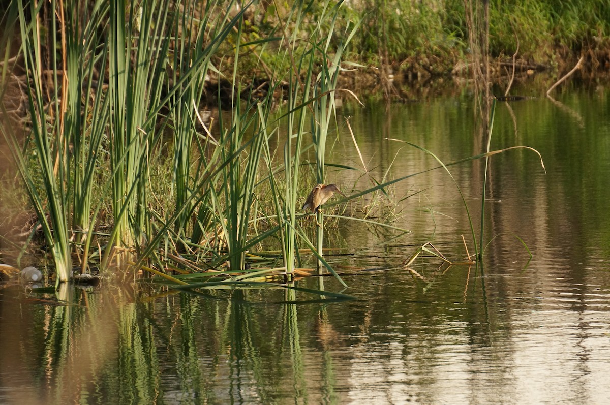 Yellow Bittern - ML647079047