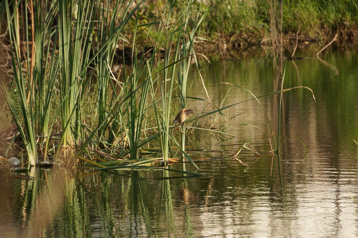 Yellow Bittern - ML647079048