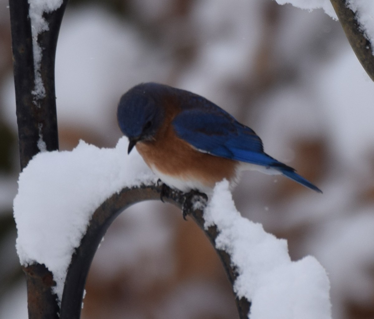 Eastern Bluebird - ML647079050