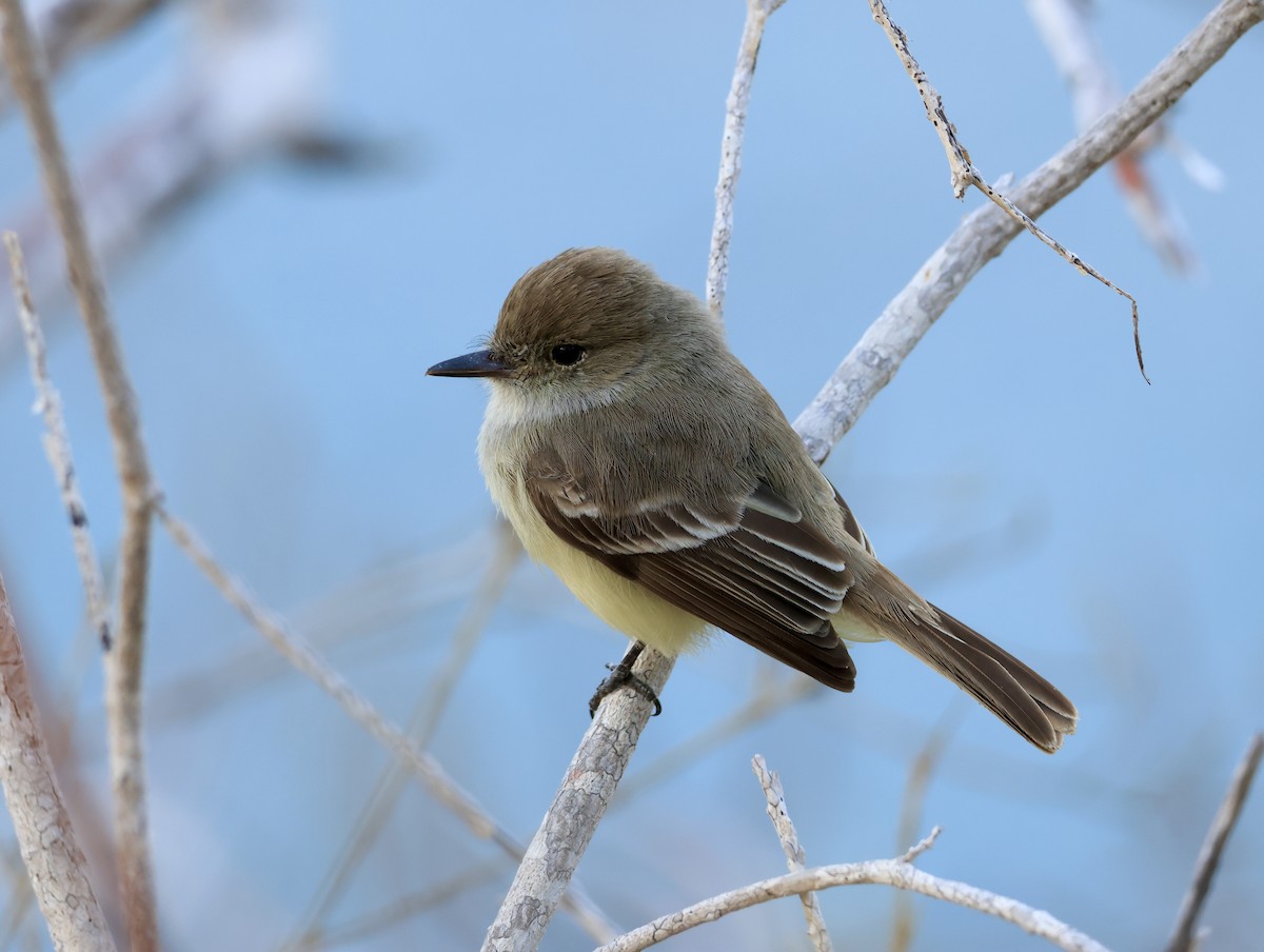 Galapagos Flycatcher - ML647079051
