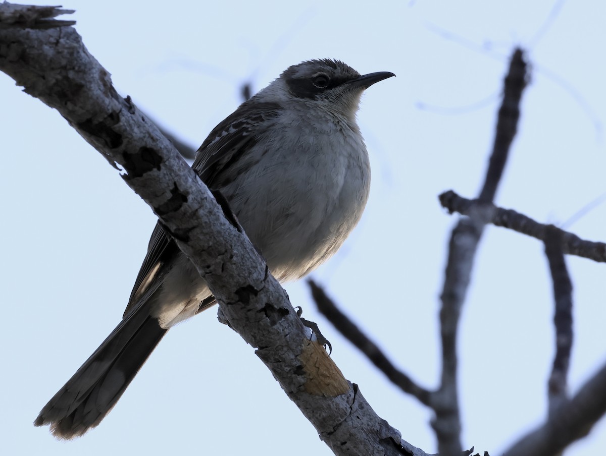 Galapagos Mockingbird - ML647079057