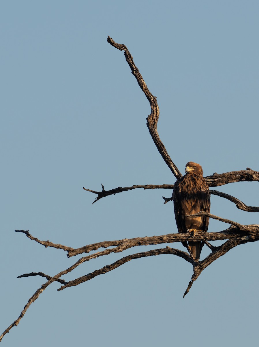 Tawny Eagle - ML647079058