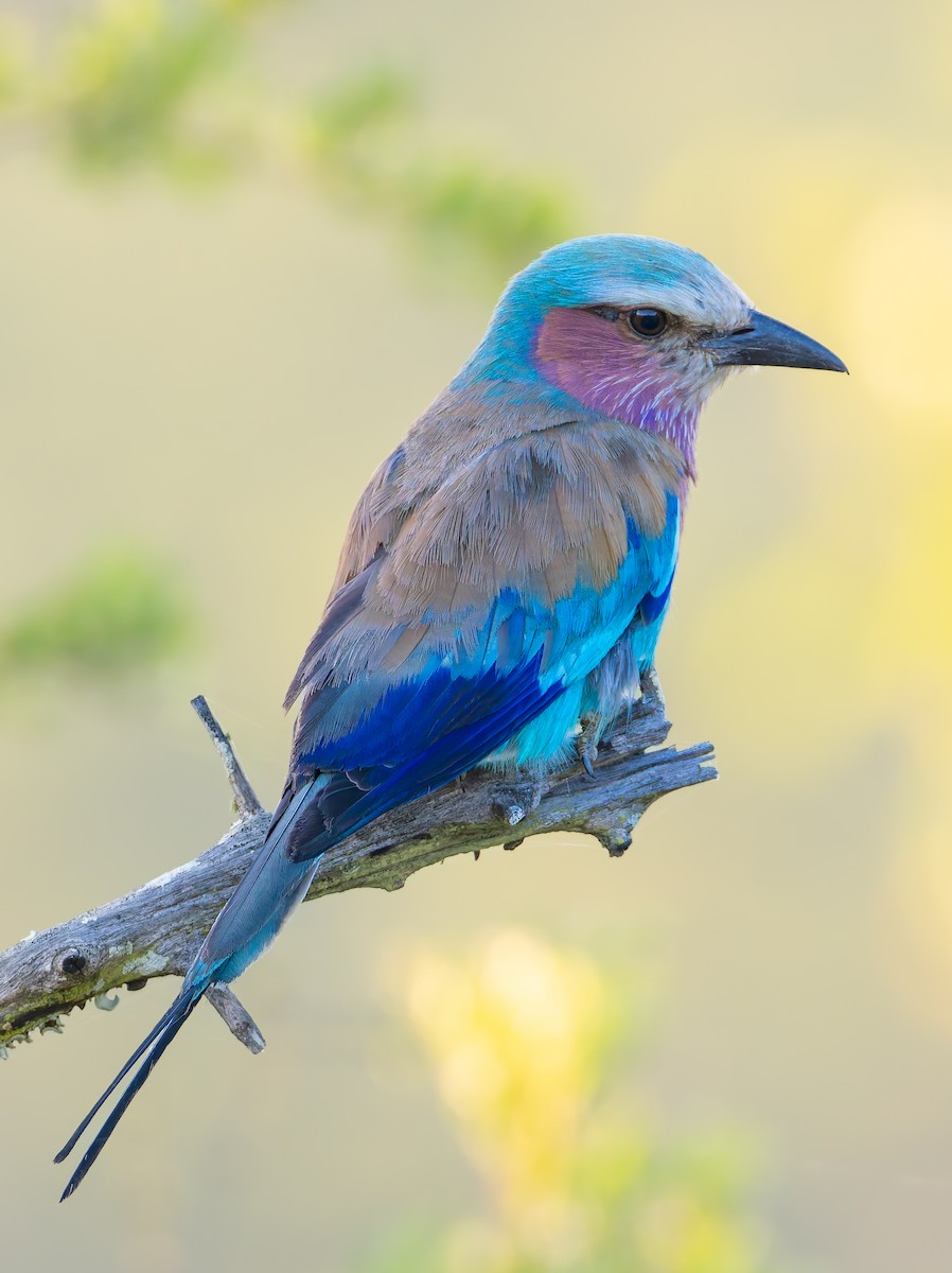Lilac-breasted Roller - ML647079064