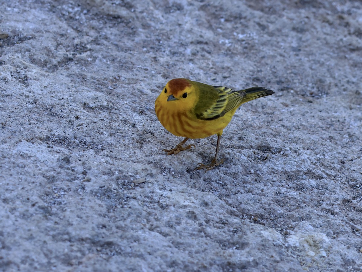 Mangrove Yellow Warbler - ML647079066