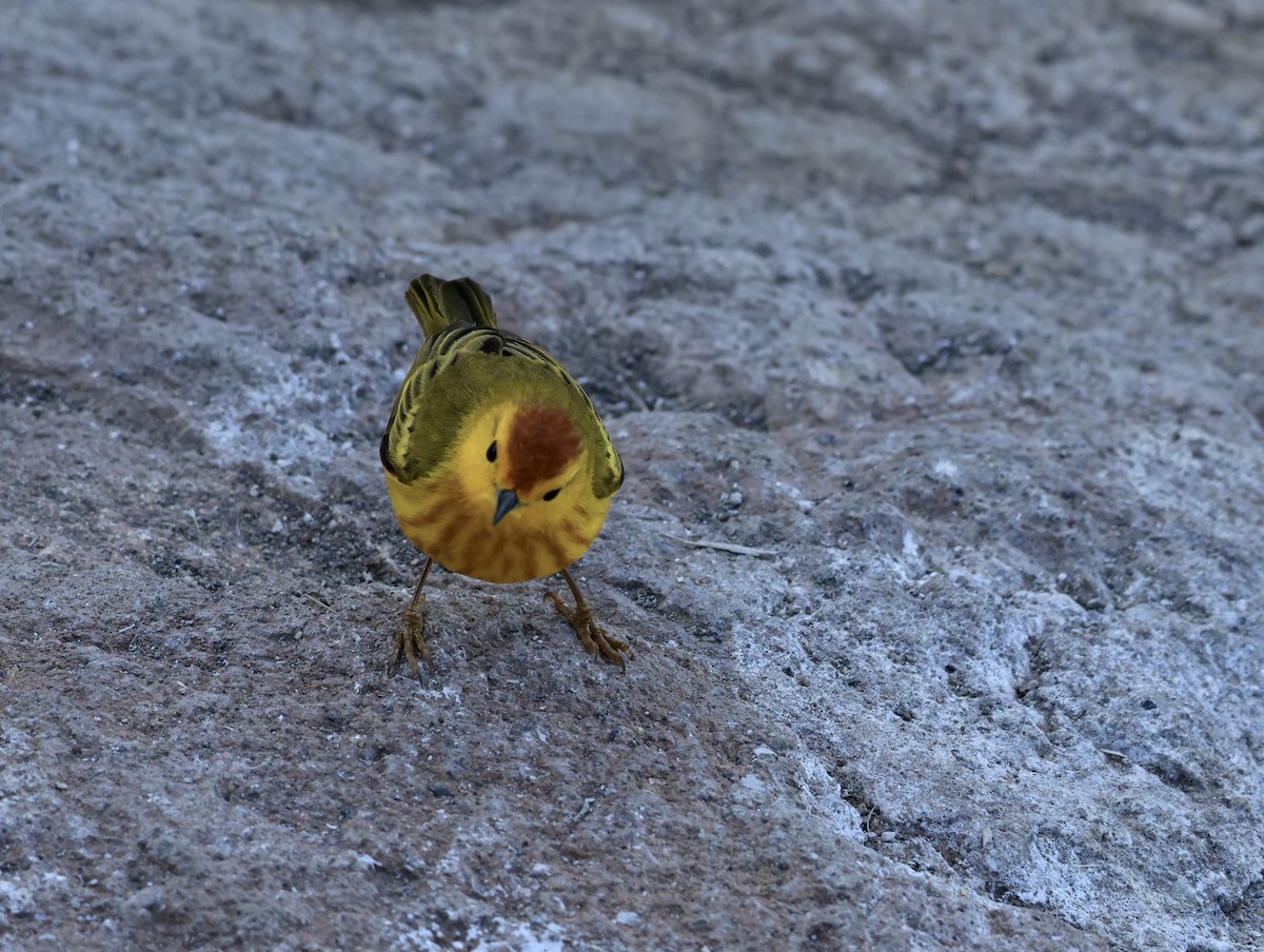 Mangrove Yellow Warbler - ML647079067